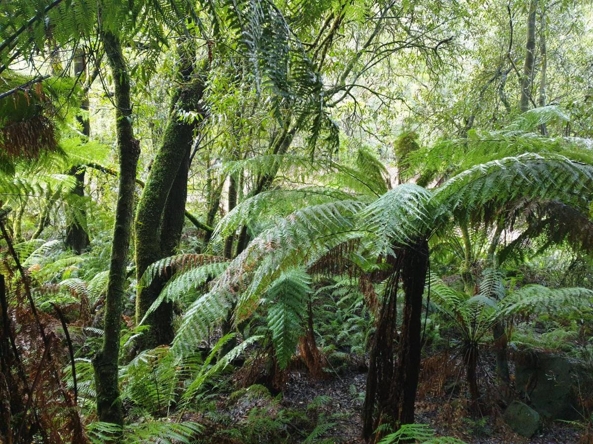 Cozy Otways Accommodation Beech Forest Exterior photo