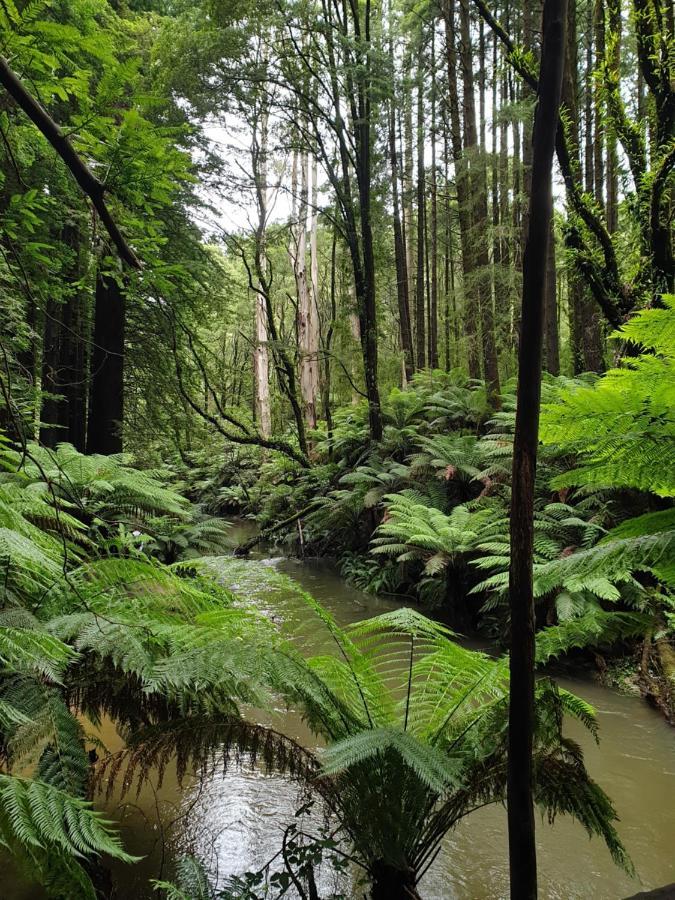 Cozy Otways Accommodation Beech Forest Exterior photo